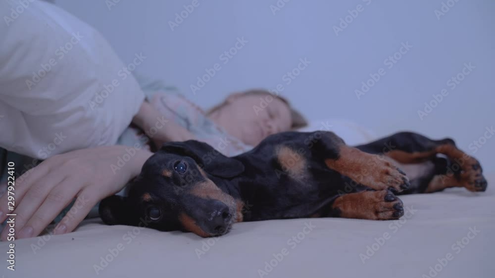 Funny Dachshund Tries To Sleep Under Mosquito Toy Attack Funny Dachshund Tries To Sleep Under Mosquito Toy Attack