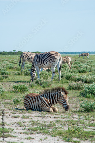 Baby Zebra and Mother resting on the Plain Etosha Park Namibia