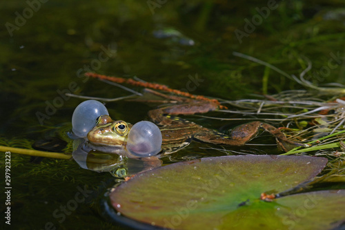 Kleiner Wasserfrosch (Pelophylax lessonae) - Pool frog photo