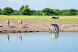 Zebras drinking at the Waterhole, Reflections and yellow flowers