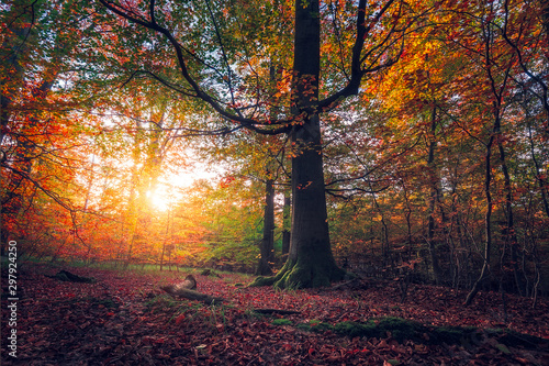 Sunny Day in the National Park. Autumn Forest Colours, Beautiful Sunset in the Woods,