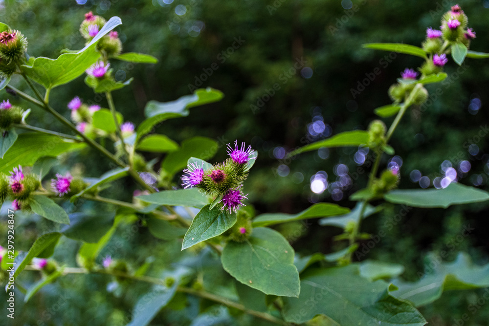 lesser burdock with pink flower lesser burdock with pink flower