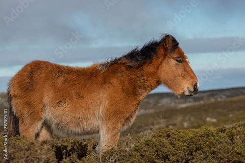 Galician wild horse