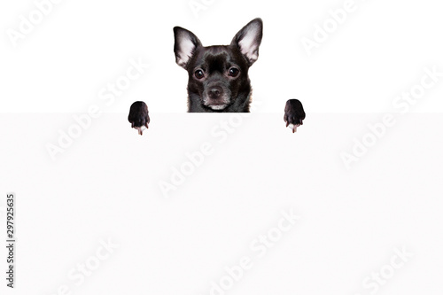 Black chihuahua dog stands behind a white sheet of paper on a white background mock up © chelmicky