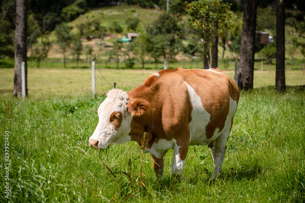 Ganado doble proposito en Cundinamarca y Boyacá Colombia