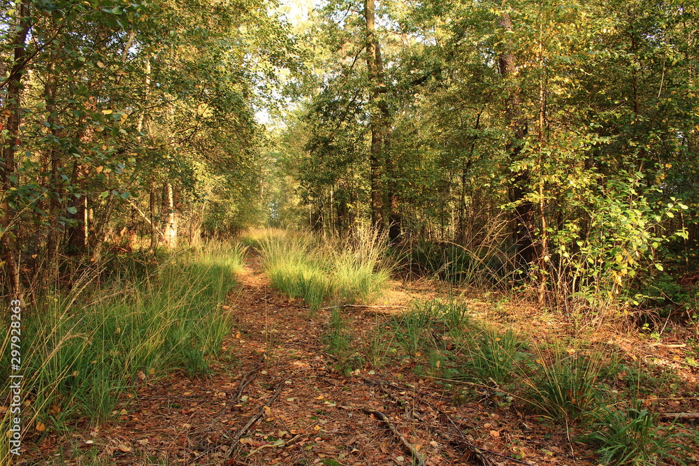 Fototapeta premium Waldweg im Herbst