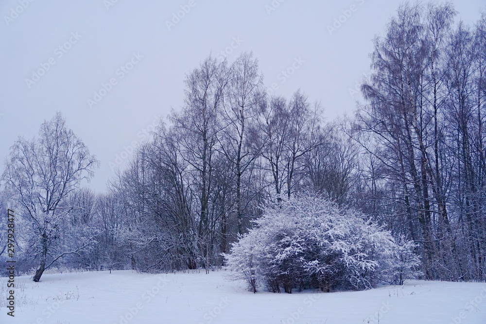 Beautiful winter landscape with snow-covered trees in Latvia. Blue morning light Beautiful winter landscape with snow-covered trees in Latvia. Blue morning light