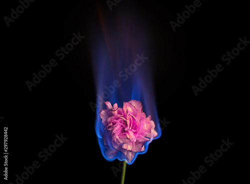 Burning flower on fire. Pink carnation flower in flame over black background with blue blaze. Creative unusual unrequited love or sadness concept. 