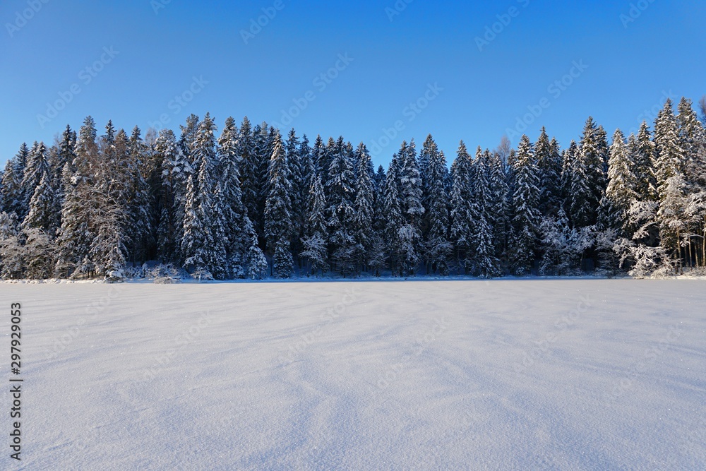Trees covered with snow on frosty morning and blue sky. Beautiful winter panorama on lake Asaru in Latvia Trees covered with snow on frosty morning and blue sky. Beautiful winter panorama on lake Asaru in Latvia