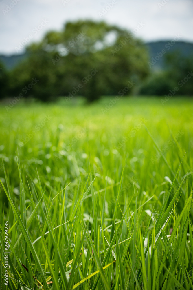 Ταπετσαρία Pasto alto en el campo de Montería Córdoba