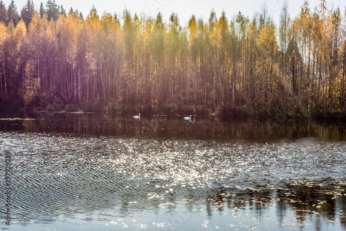 Forest lake in the autumn sunny day, two wild swans swim in a pond, forest landscape background