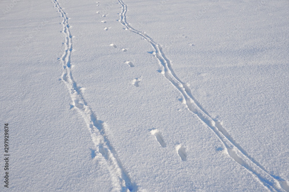 Hare foot traces in the snow, Rabbit tracks in the fresh snow. Cold winter day Hare foot traces in the snow, Rabbit tracks in the fresh snow. Cold winter day