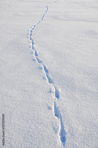 Hare foot traces in the snow, Rabbit tracks in the fresh snow. Cold winter day