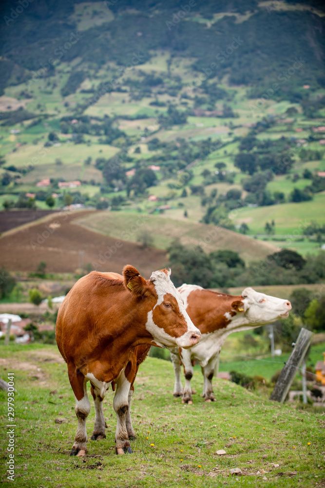 Vacas doble proposito en Cundinamarca-Colombia Vacas doble proposito en Cundinamarca-Colombia
