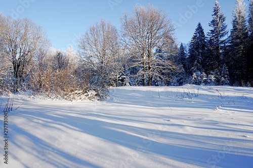 Trees covered with snow on frosty morning. Beautiful winter panorama in Latvia.
