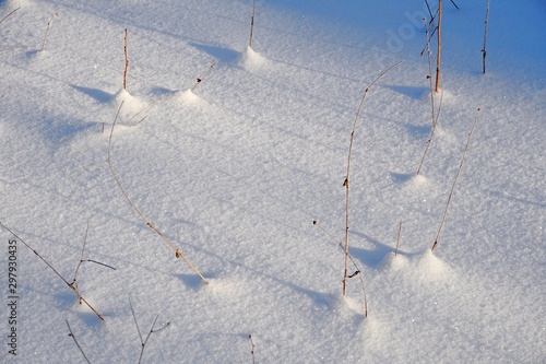 Dry grass sticking out of the snow texture with blue shadow in sunny winter morning