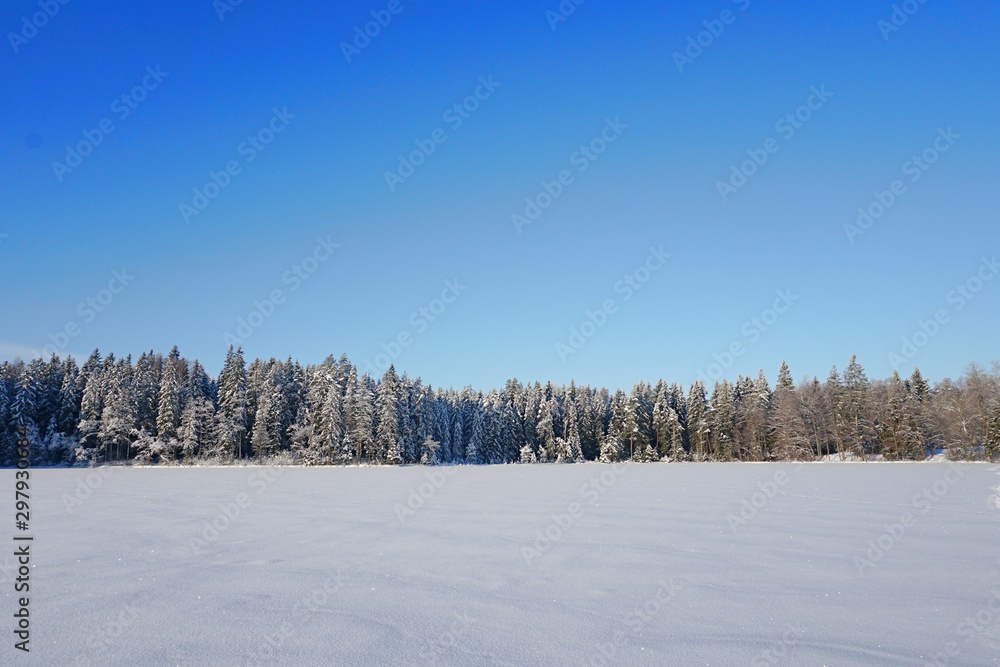 Trees covered with snow on frosty morning and blue sky. Beautiful winter panorama on lake Asaru in Latvia Trees covered with snow on frosty morning and blue sky. Beautiful winter panorama on lake Asaru in Latvia