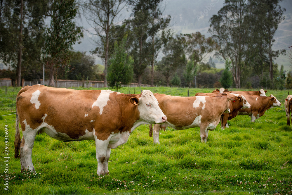 Vacas doble proposito en Cundinamarca-Colombia