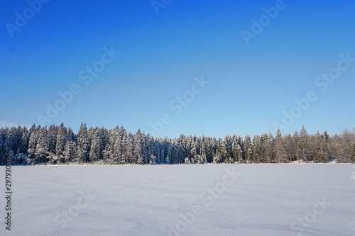 Trees covered with snow on frosty morning and blue sky. Beautiful winter panorama on lake Asaru in Latvia