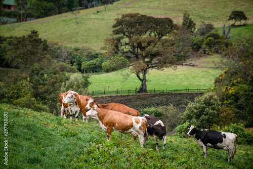 Vacas doble proposito en Cundinamarca-Colombia