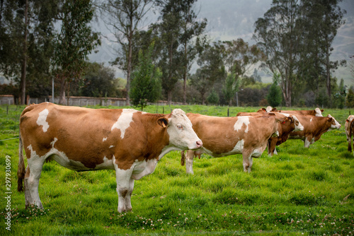 Vacas doble proposito en Cundinamarca-Colombia © Wil.Amaya