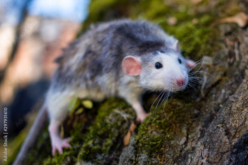 Naklejka premium A cute rat dumbo in a forest. Symbol of the New Year.