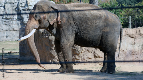 Photography elephant