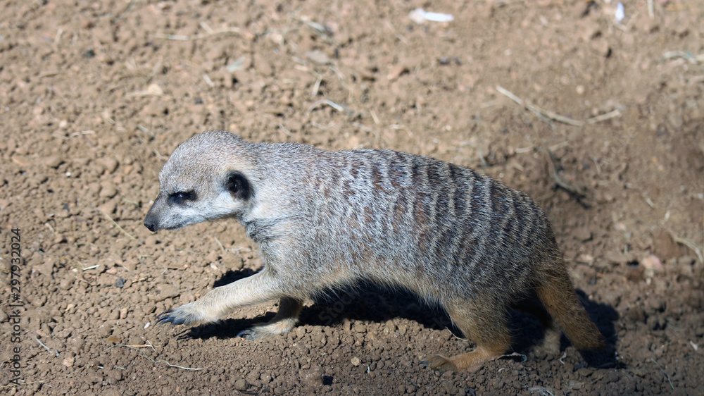 Fototapeta premium meerkat