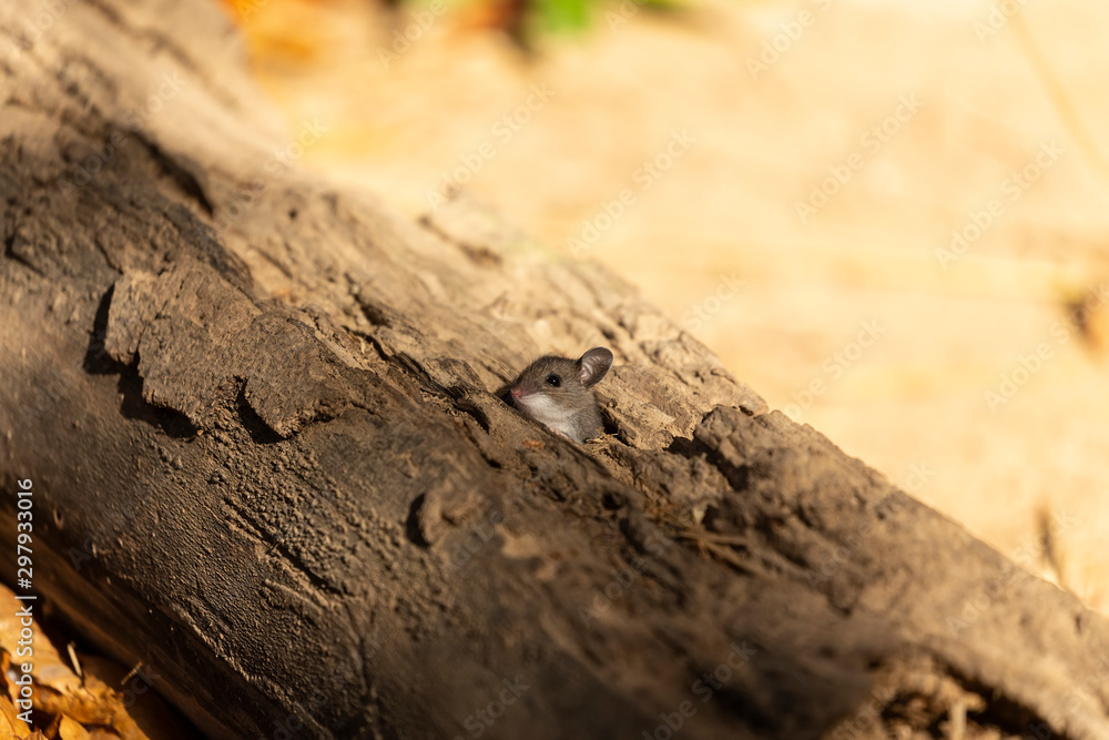Fototapeta premium The deer mouse (Peromyscus maniculatus) north American native rodent, often called the North American deermouse