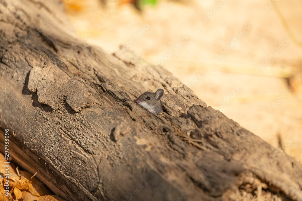 The deer mouse (Peromyscus maniculatus) north American native rodent, often called the North American deermouse The deer mouse (Peromyscus maniculatus) north American native rodent, often called the North American deermouse