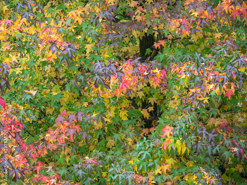 Beautiful autumn colors of tree leaves (Liquidambar styraciflua)