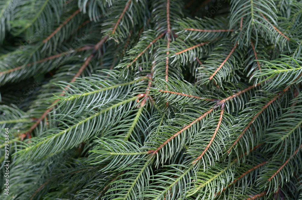 Background of Christmas tree branches. Spruce branches texture.