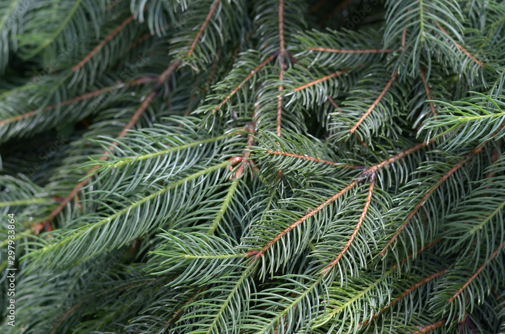 Background of Christmas tree branches. Spruce branches texture. Background of Christmas tree branches. Spruce branches texture.