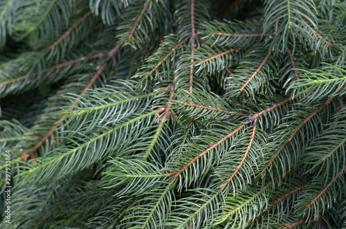 Background of Christmas tree branches. Spruce branches texture.