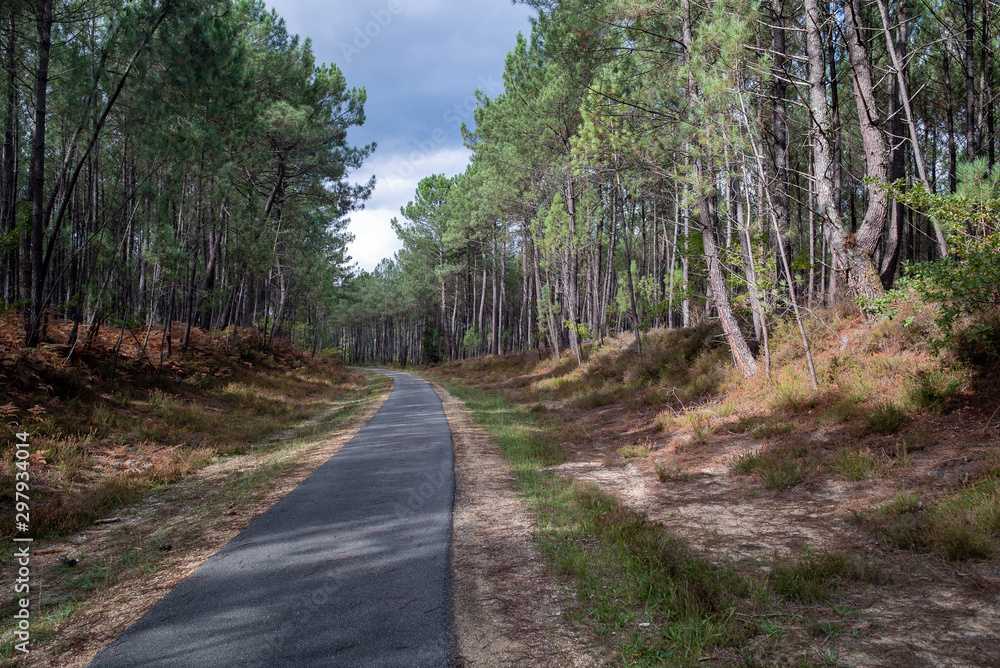 Fototapeta premium piste cyclable des landes de gascogne