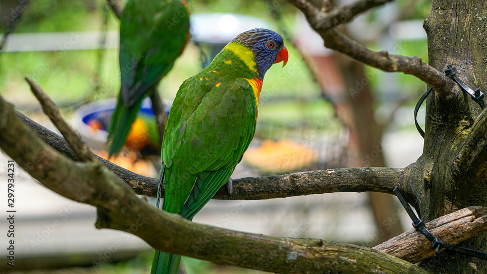Obraz premium GREEN-NAPED LORIKEET TRICHOGLOSSUS HAEMATODUS HAEMATODUS