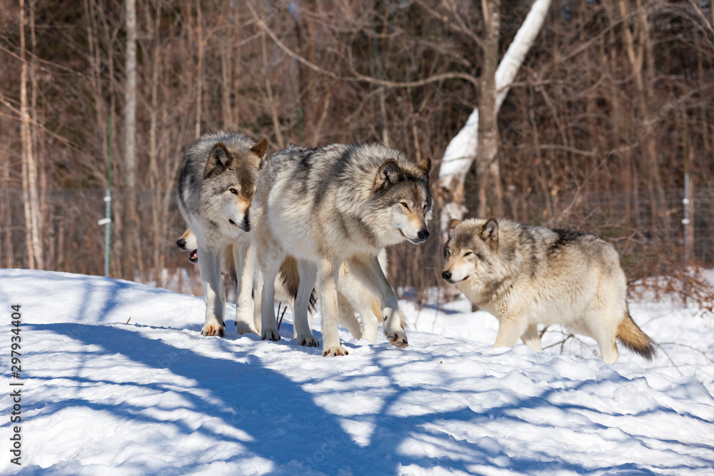 Naklejka premium Timber wolf in winter