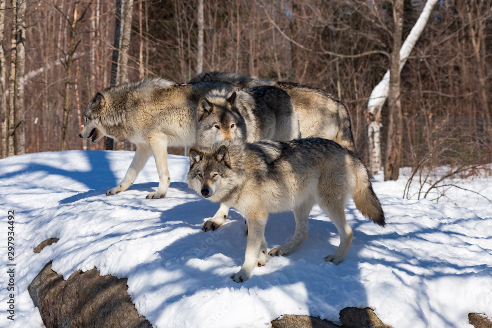 Obraz premium Timber wolf in winter