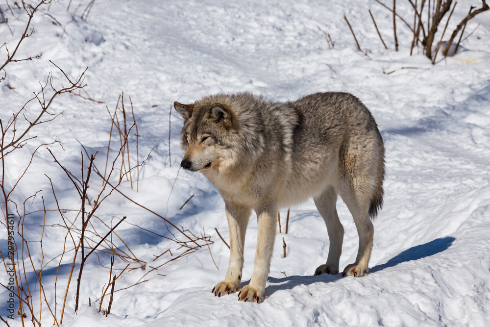 Fototapeta premium Timber wolf in winter