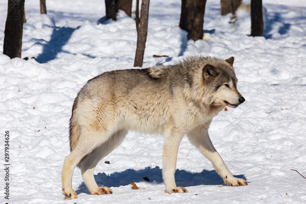 Timber wolf in winter