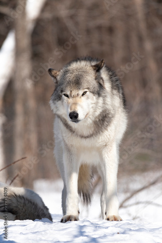 Timber wolves in winter