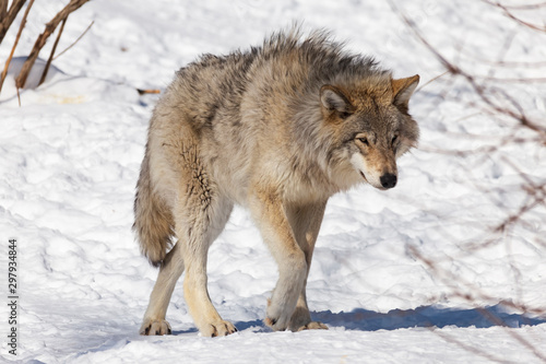 Timber wolves in winter © Joe