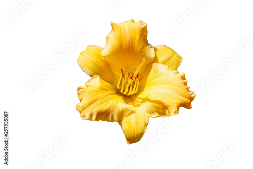 fresh bloom yellow hemerocallis flower pretty in isolated white background with clipping path 