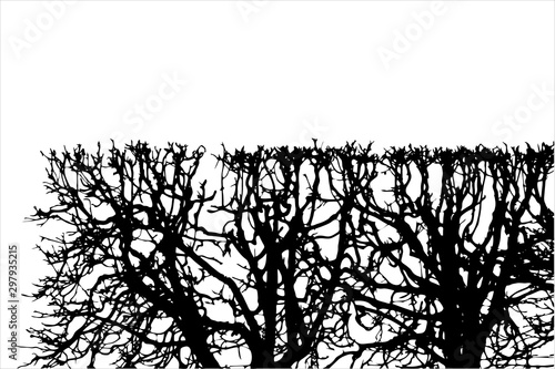 Square shaped bush. trimmed hedge with geometric shape. nature concept. tree branches silhouette clip art