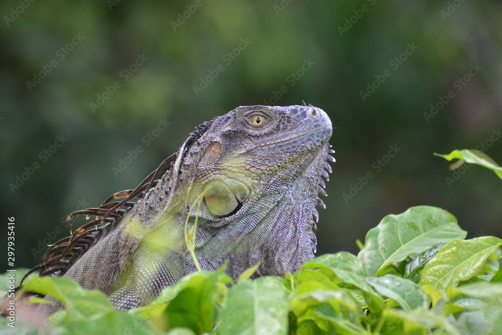 iguane