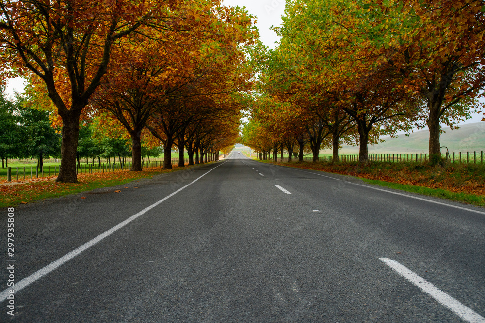 driving the highway through an avenue of oak trees  with stunning vibrant colours in autumn