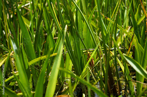 grasshopper in the swamp