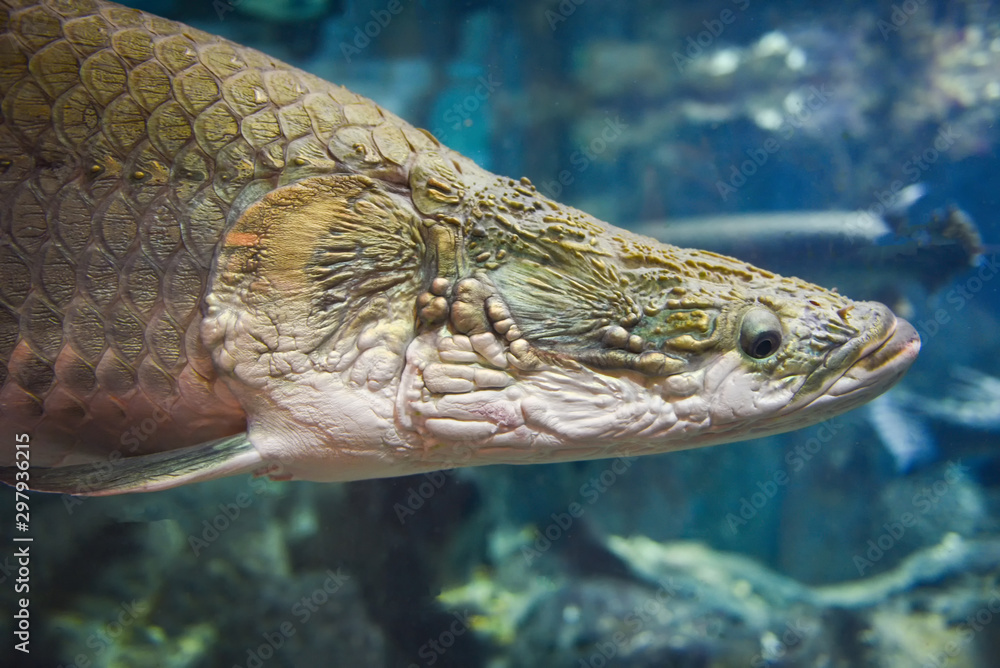 Foto De Arapaima Fish - Pirarucu Arapaima Gigas One Largest Freshwater ...