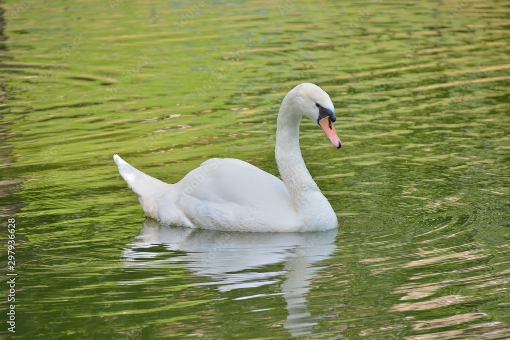 cygne cygne