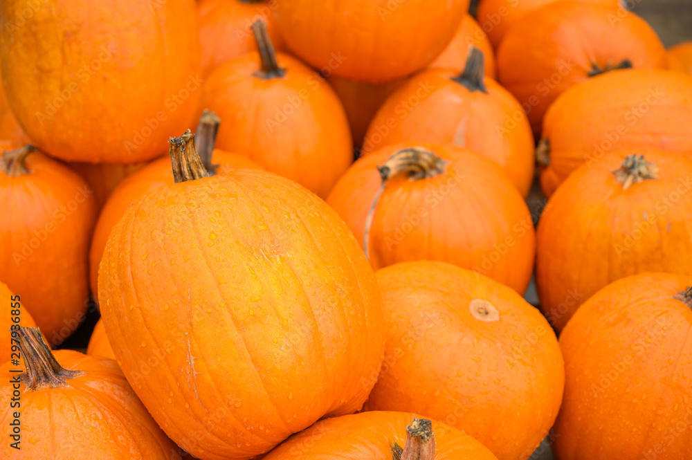 Many pumpkins for sale for Halloween. Background for celebration. Many pumpkins for sale for Halloween. Background for celebration.